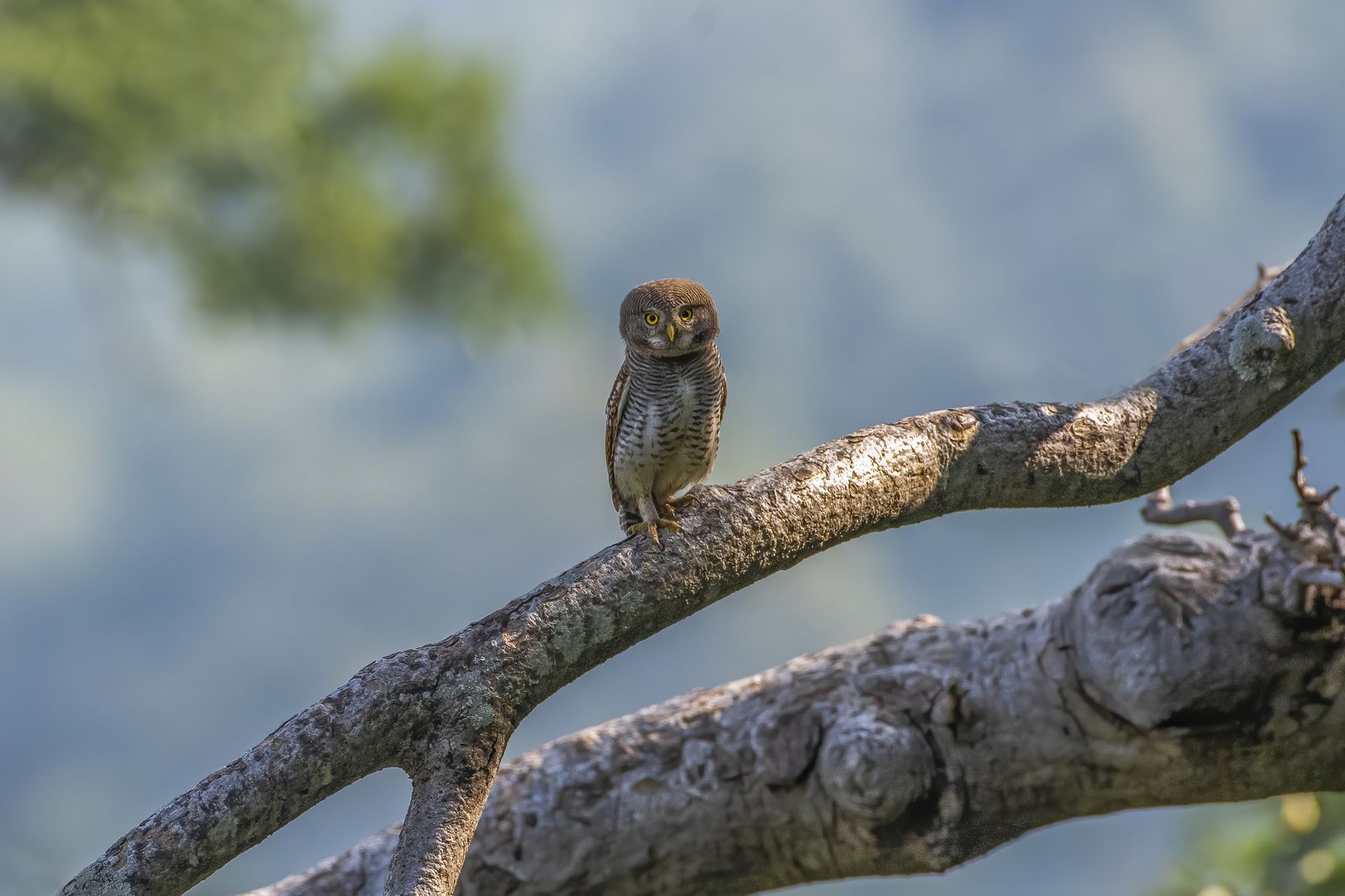 Barred Jungle Owlet